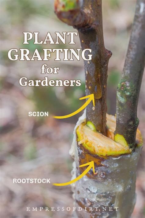Examples of plants that is used in grafting